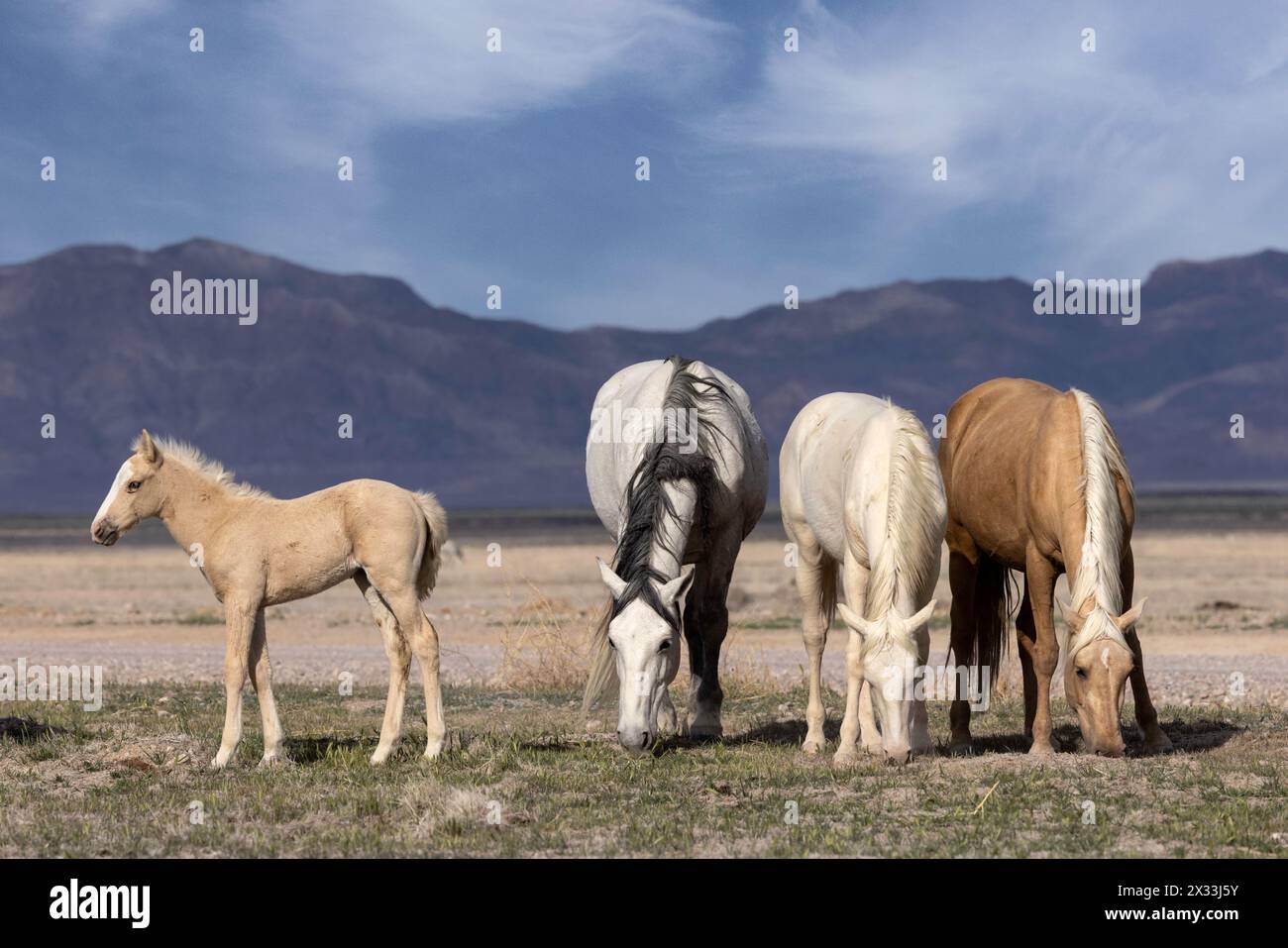 Die Wildpferdeherde des Onaqui Mountain hat eine leichte bis mittelschwere Struktur und ist in Farben wie Sauerampfer, roan, Buchleder, Schwarz, Palomino, und grau. Stockfoto
