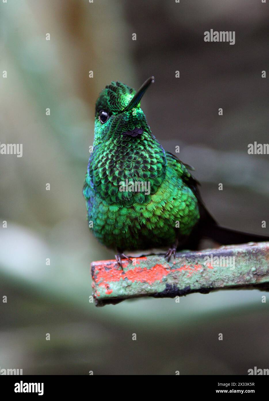 Männlich, grün gekrönt, brillant, Heliodoxa jacula, Trochilidae. Monteverde, Costa Rica. Ein großer, robuster Kolibri. Stockfoto