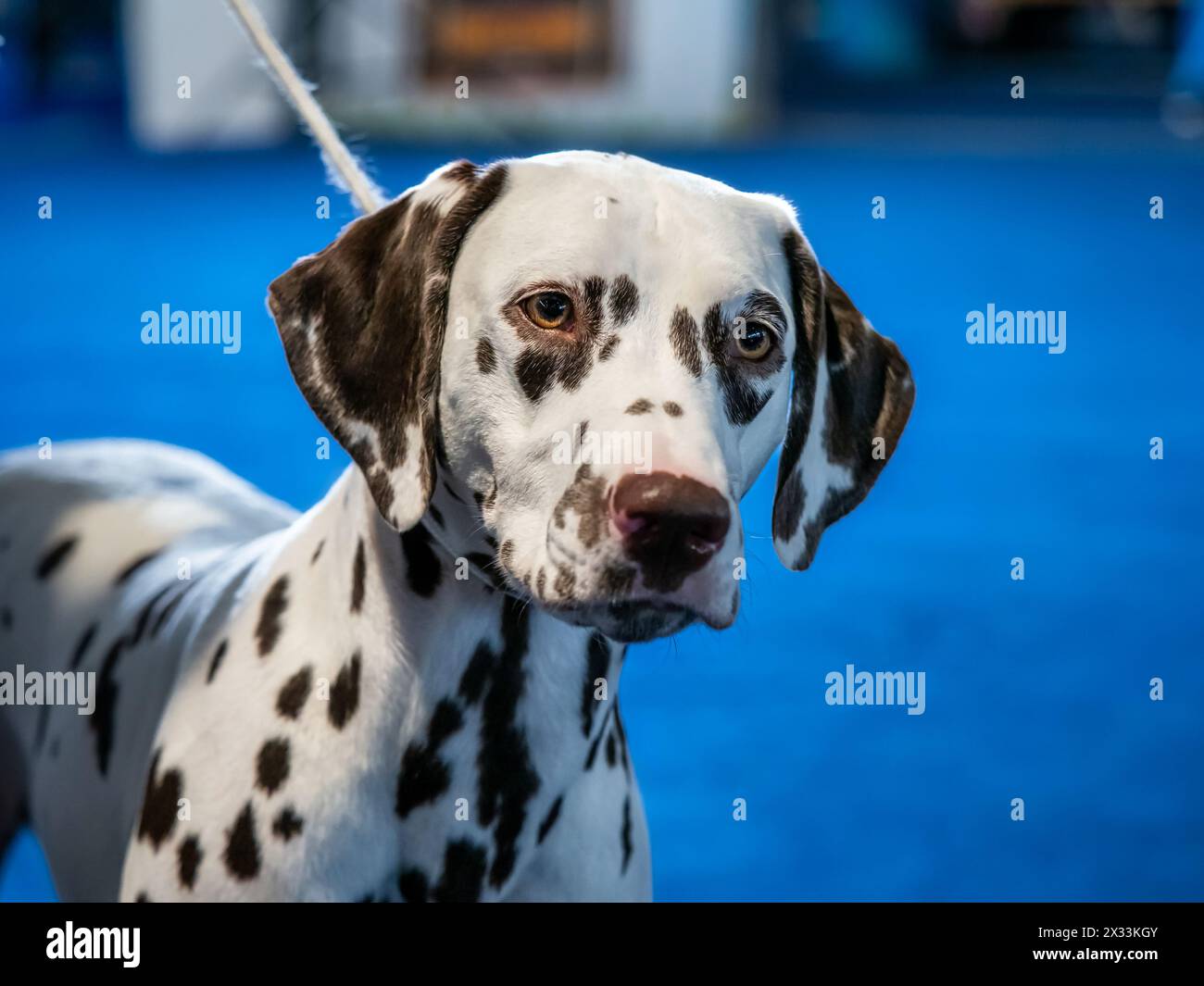Wunderschöner weißer Dalmatiner mit braunen Flecken. Eleganter Hund. Ausstellungen, Hundeshows, Stammhunde. Stockfoto