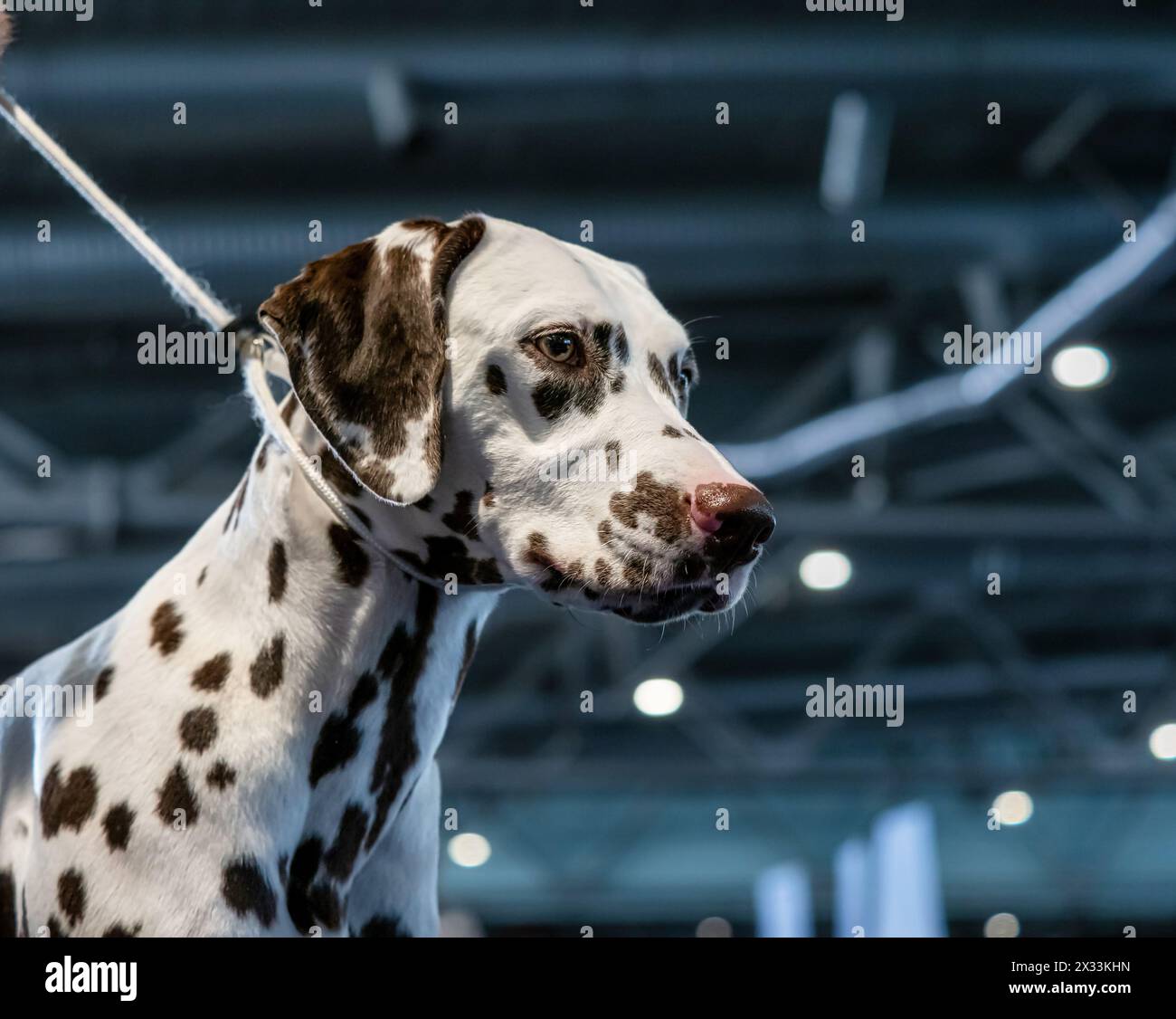 Wunderschöner weißer Dalmatiner mit braunen Flecken. Eleganter Hund. Ausstellungen, Hundeshows, Stammhunde. Stockfoto