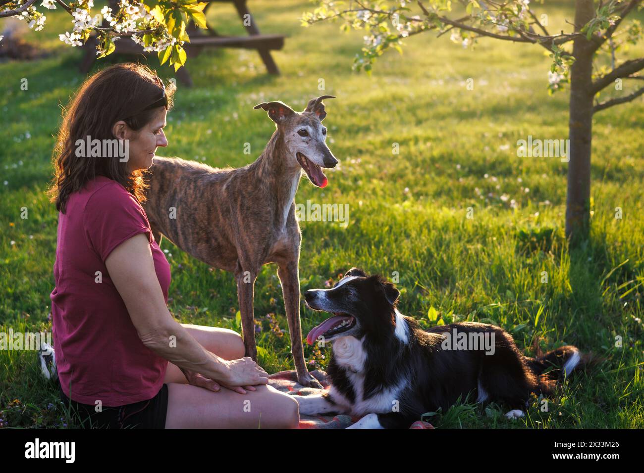 Frau mit ihren Hunden, die sich draußen entspannen. Haustierbesitzer mit greyhound und Border Collie spielen zusammen im Park Stockfoto