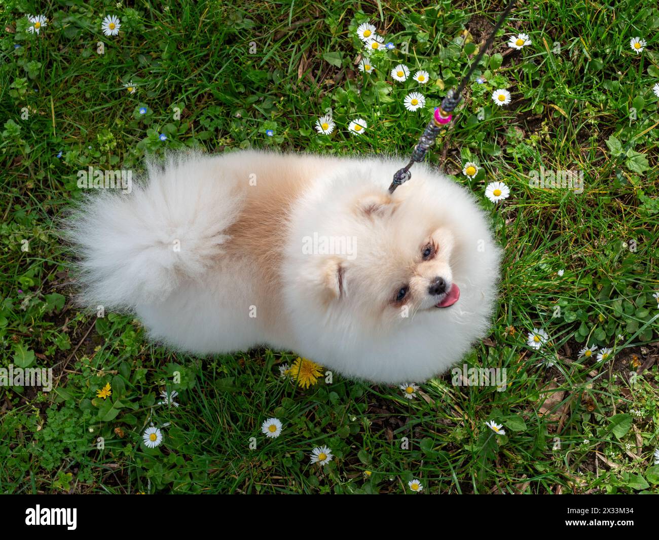 Ein lustiger Spitz, ein winziger Hund. Sieht aus wie ein runder, flauschiger Ball. Unglaublich kleine Süße. Stockfoto