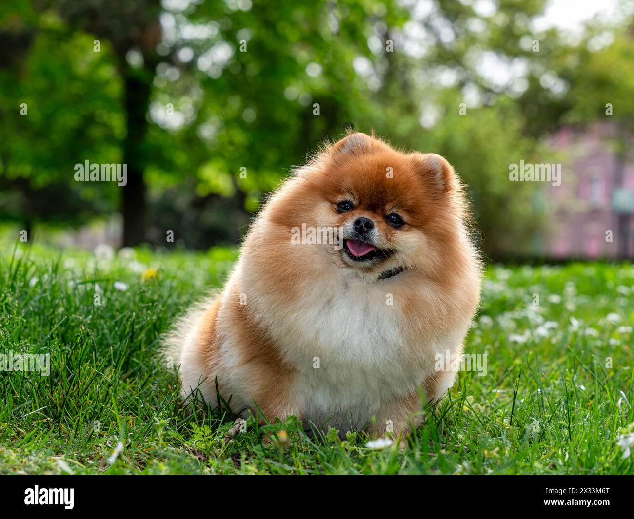 Ein lustiger Spitz, ein winziger Hund. Sieht aus wie ein runder, flauschiger Ball. Unglaublich kleine Süße. Stockfoto