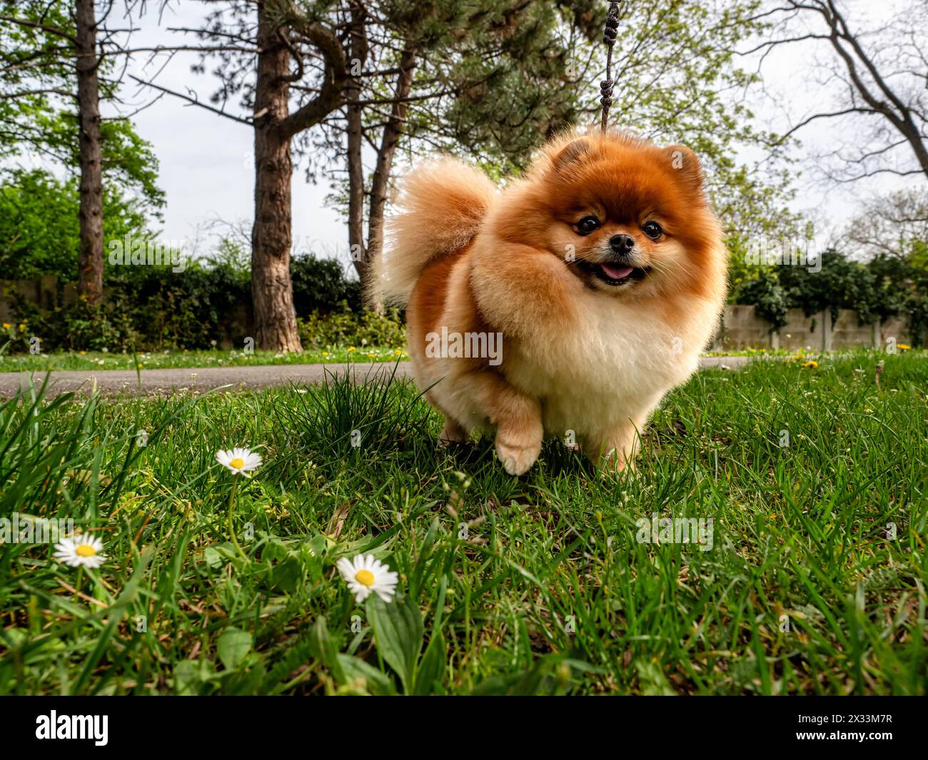 Ein lustiger Spitz, ein winziger Hund. Sieht aus wie ein runder, flauschiger Ball. Unglaublich kleine Süße. Stockfoto