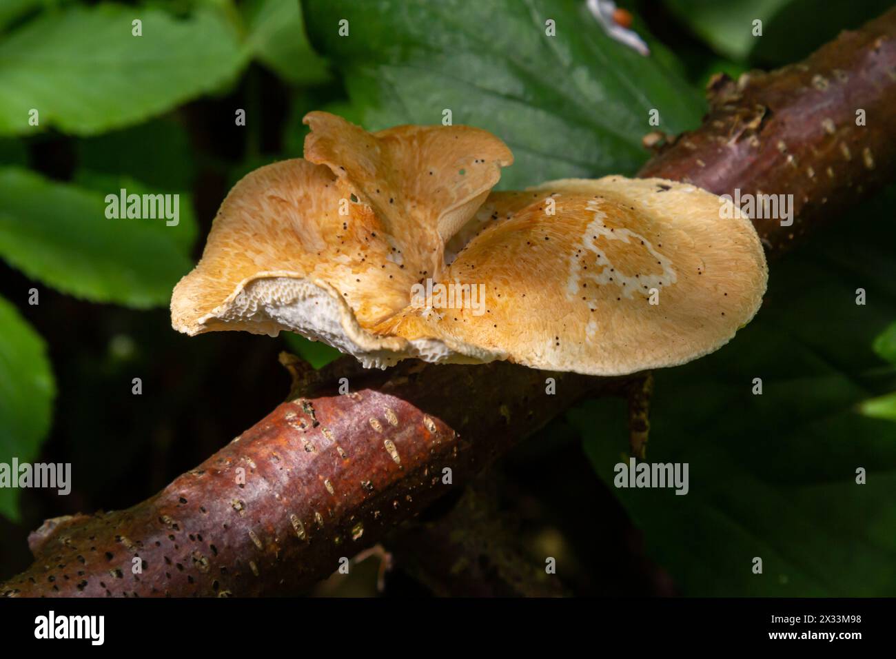 Nahaufnahme von Putenschwanzpilzen zwischen den Pilzen Polyporus alveolaris, die in den botanischen Gärten von Bogor gefunden wurden. Stockfoto