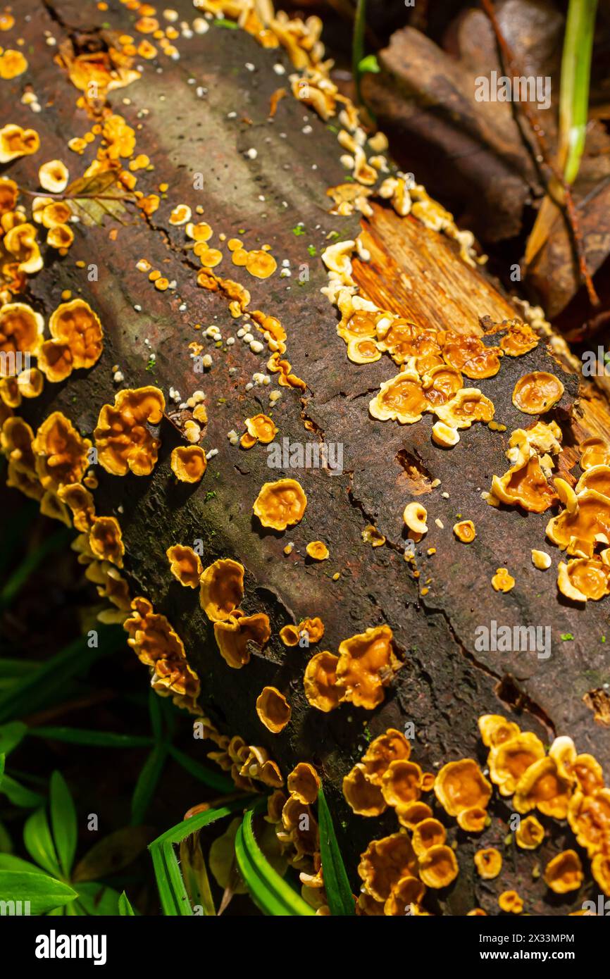 Stereum hirsutum, auch bekannt als falsche putenschwanzkruste und behaarte Vorhangkruste, ist ein Pilz, der typischerweise mehrere Klammern auf totem Holz bildet. Es ist auch ein Pl Stockfoto