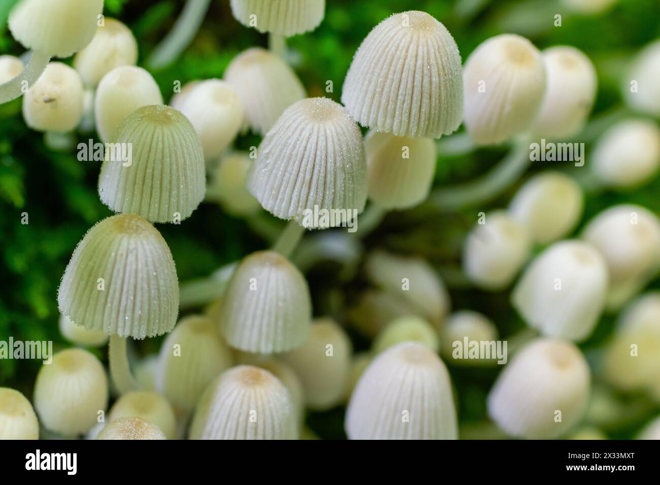 Mycena epipterygia ist eine Pilzart aus der Familie der Pilze, die in Europa häufig vorkommt Stockfoto
