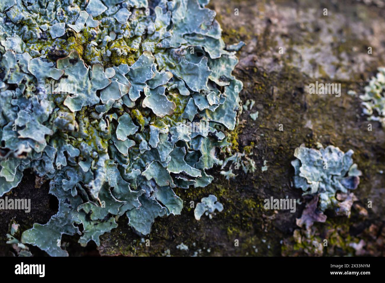 Nahaufnahme von Flechten Hypogymnia physodes an einem alten Baumzweig. Stockfoto