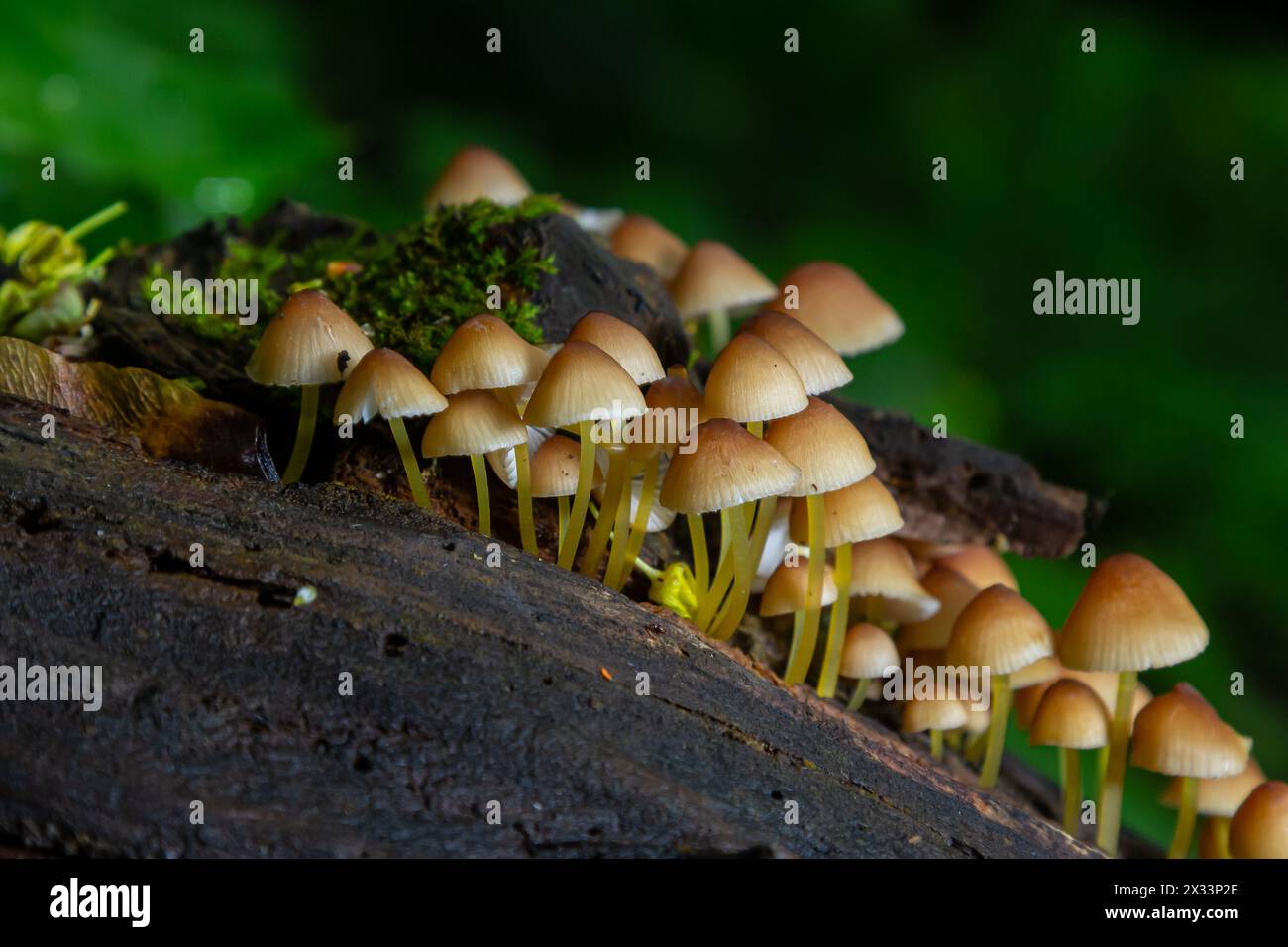 Ungenießbarer Pilz wächst in Wäldern, Mitteleuropa, Mycena renati. Stockfoto