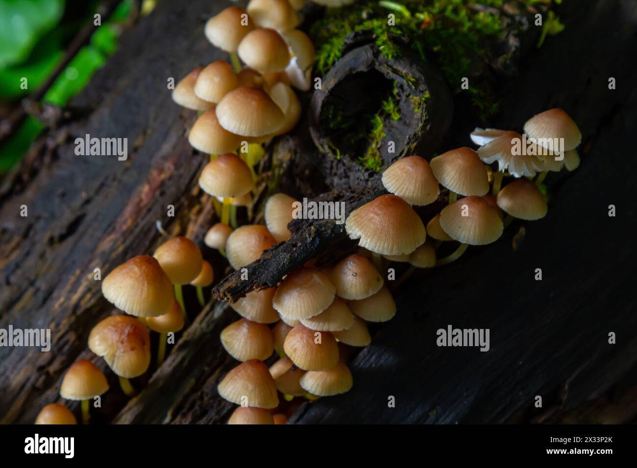 Ungenießbarer Pilz wächst in Wäldern, Mitteleuropa, Mycena renati. Stockfoto
