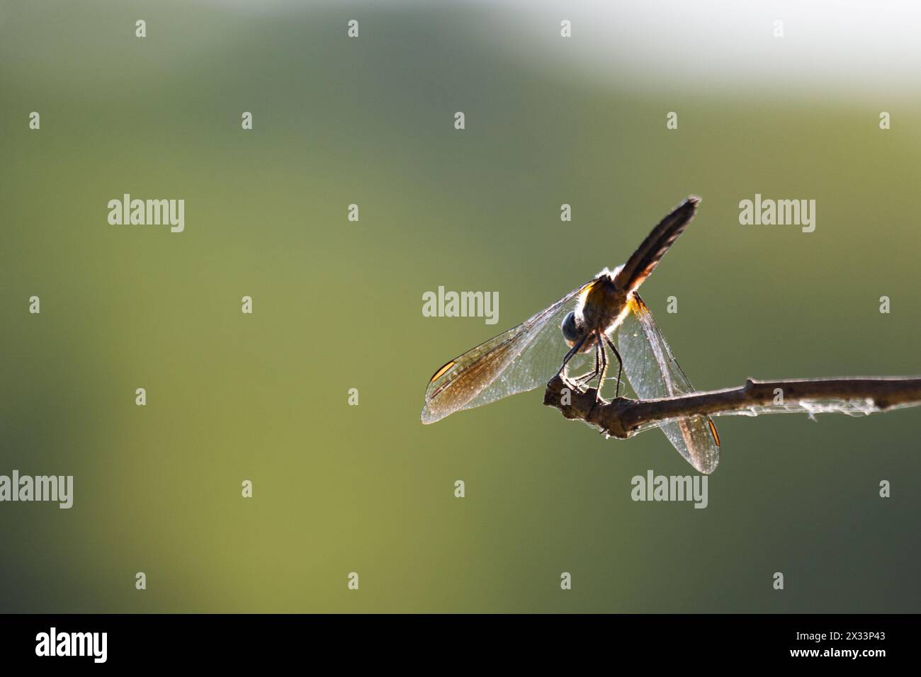 Eine weibliche blaue Dahher-Libelle ruht auf einem Baumzweig. Stockfoto