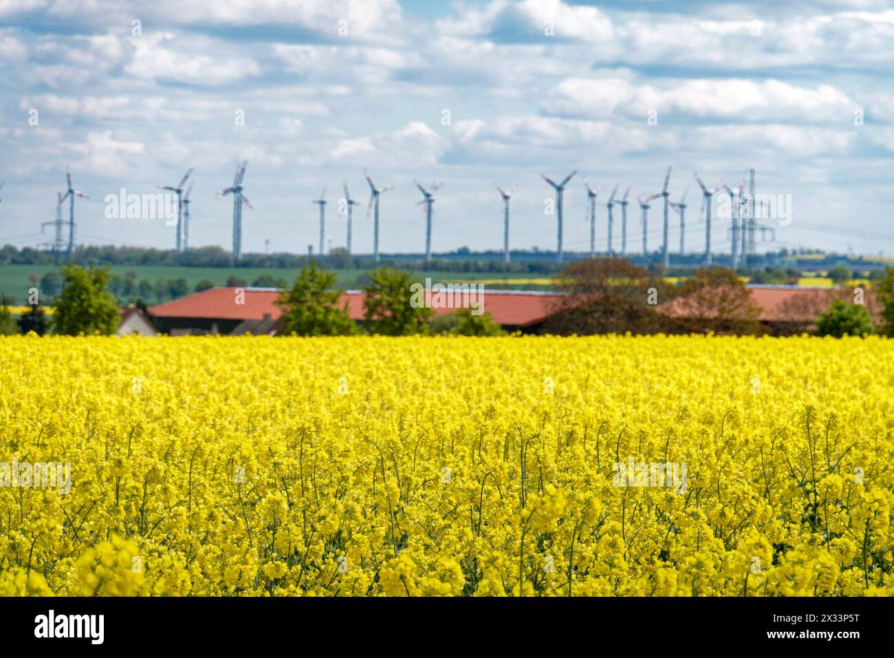 Windräder, Rapsfeld, Frühling, Sachsen-Anhalt, Deutschland Stockfoto