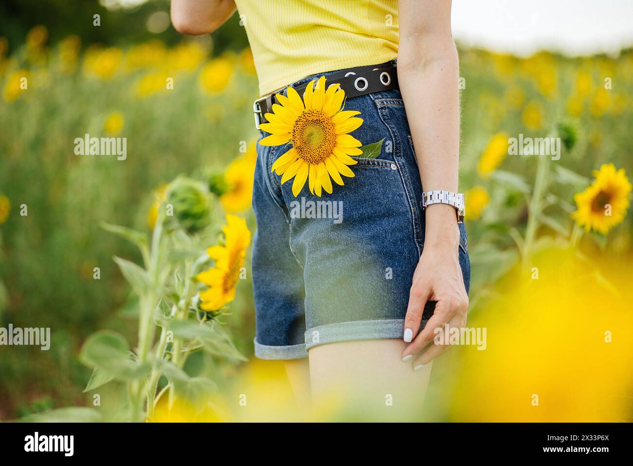 Frau in Jeansshorts, die Sonnenblume in der Tasche auf dem Feld hält. Stockfoto
