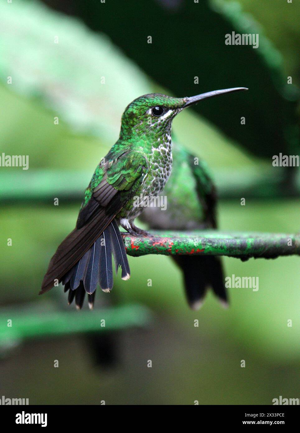 Grüngekrönte Brilliant-Frau, Heliodoxa jacula, Trochilidae. Monteverde, Costa Rica. Ein großer Kolibri. Stockfoto