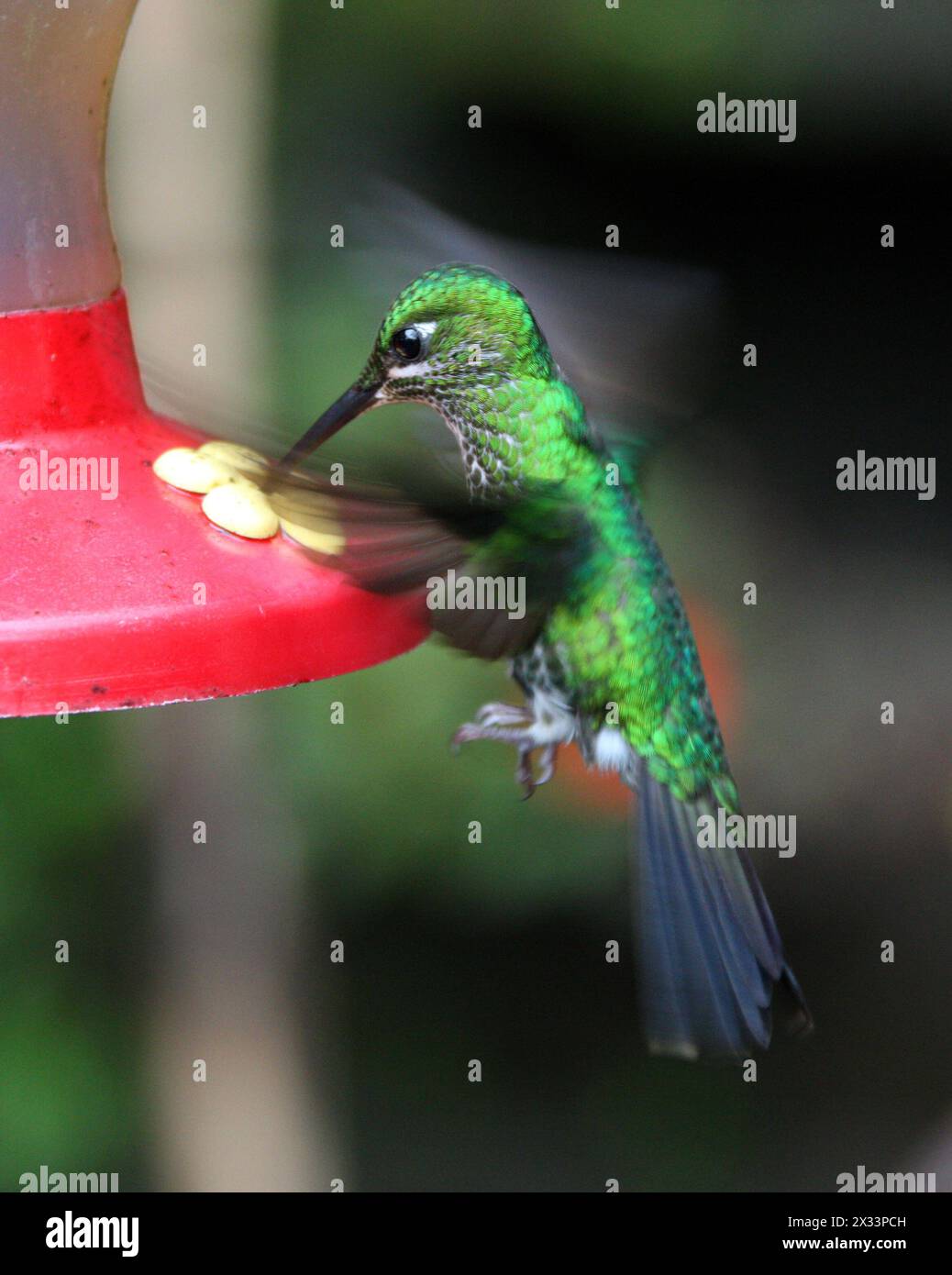 Grüngekrönte Brilliant-Frau, Heliodoxa jacula, Trochilidae. Monteverde, Costa Rica. Ein großer Kolibri. Stockfoto
