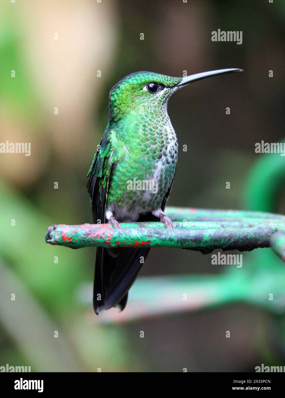 Grüngekrönte Brilliant-Frau, Heliodoxa jacula, Trochilidae. Monteverde, Costa Rica. Ein großer Kolibri. Stockfoto