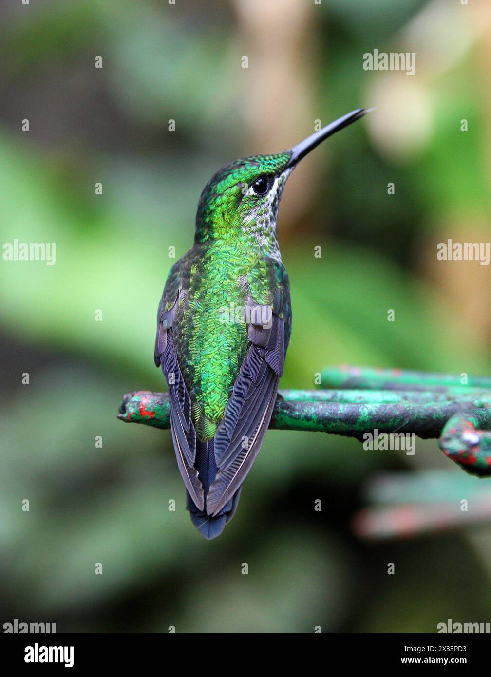 Grüngekrönte Brilliant-Frau, Heliodoxa jacula, Trochilidae. Monteverde, Costa Rica. Ein großer Kolibri. Stockfoto