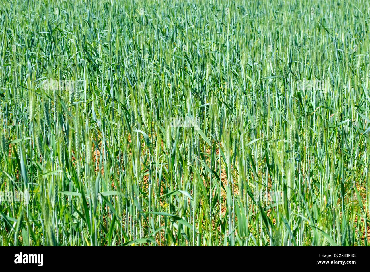 Grüner Weizen oder Gerste, reifende Ernte Stockfoto