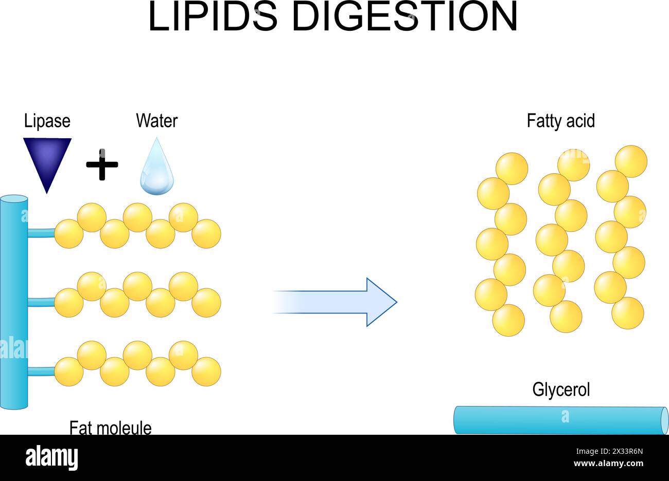 Lipidverdauung. Lipolyse. Enzyme Lipase, die die Hydrolyse von Fetten katalysiert. Illustration der Vektorabwicklung Stock Vektor