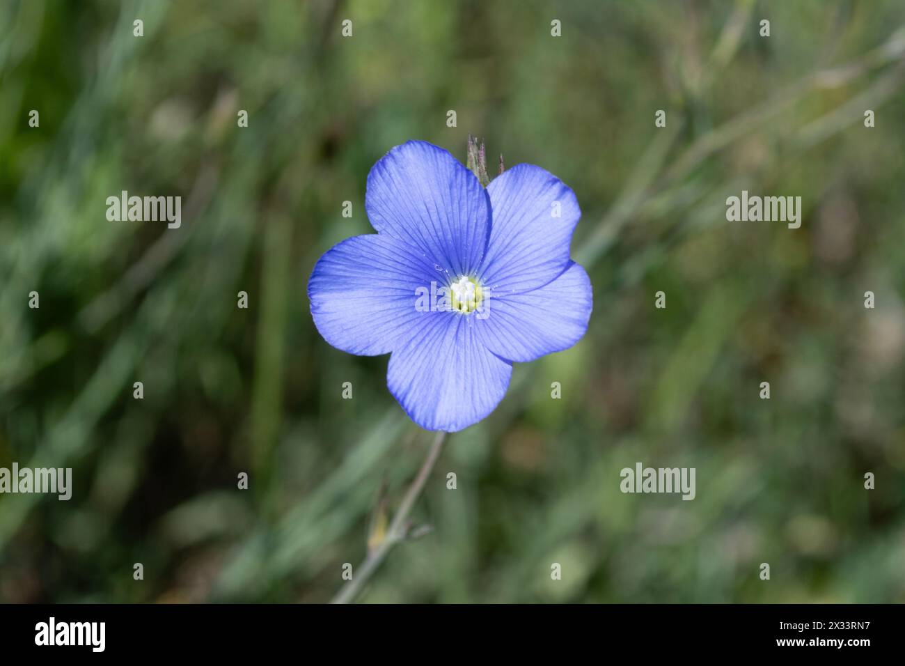 Wilder Flachs, blaue Feldblume Stockfoto