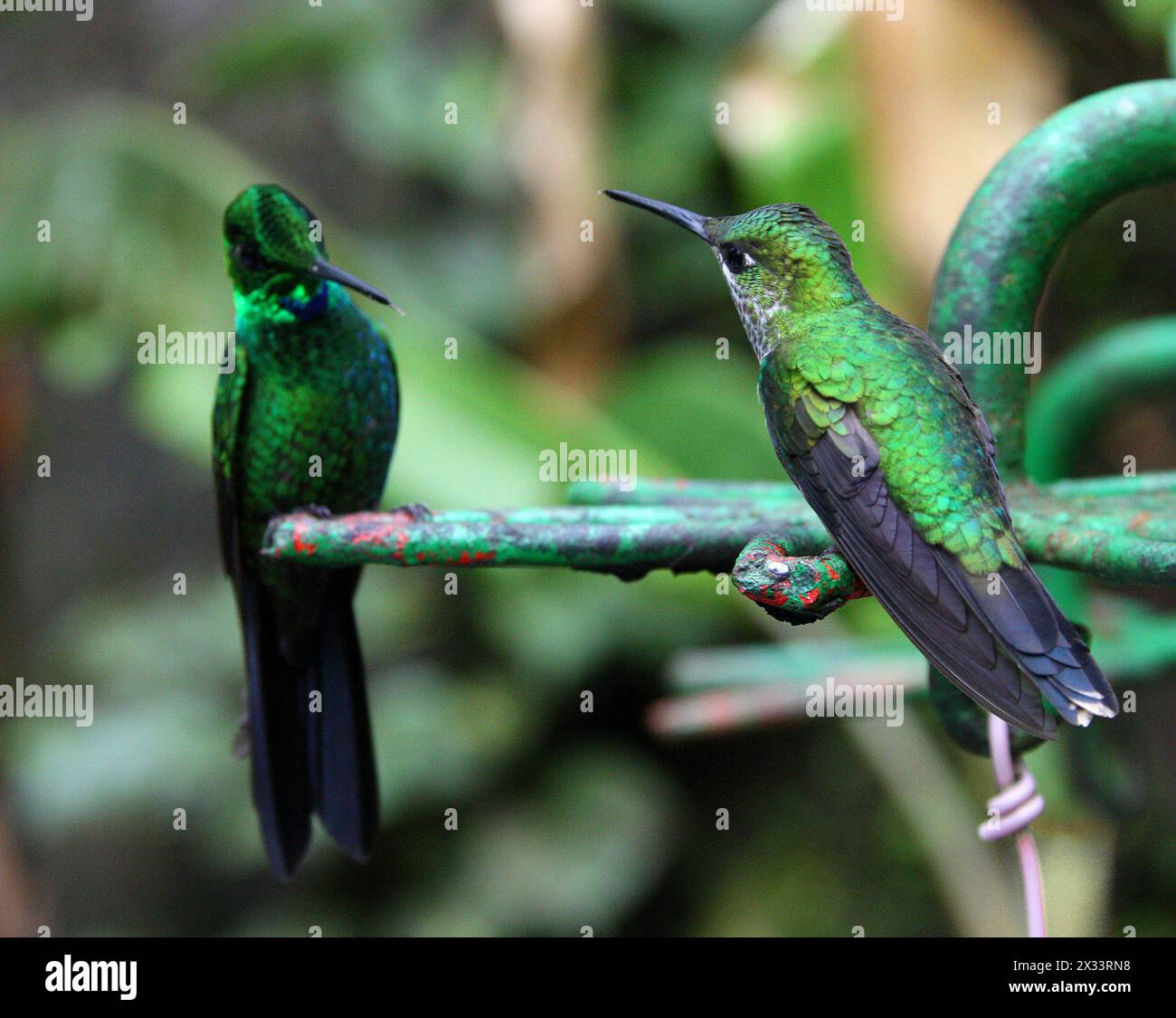 Männlich (links) und weiblich (rechts) grüngekrönte Brilliant, Heliodoxa jacula, Trochilidae. Monteverde, Costa Rica. Auch bekannt als Green-Front brillant Stockfoto