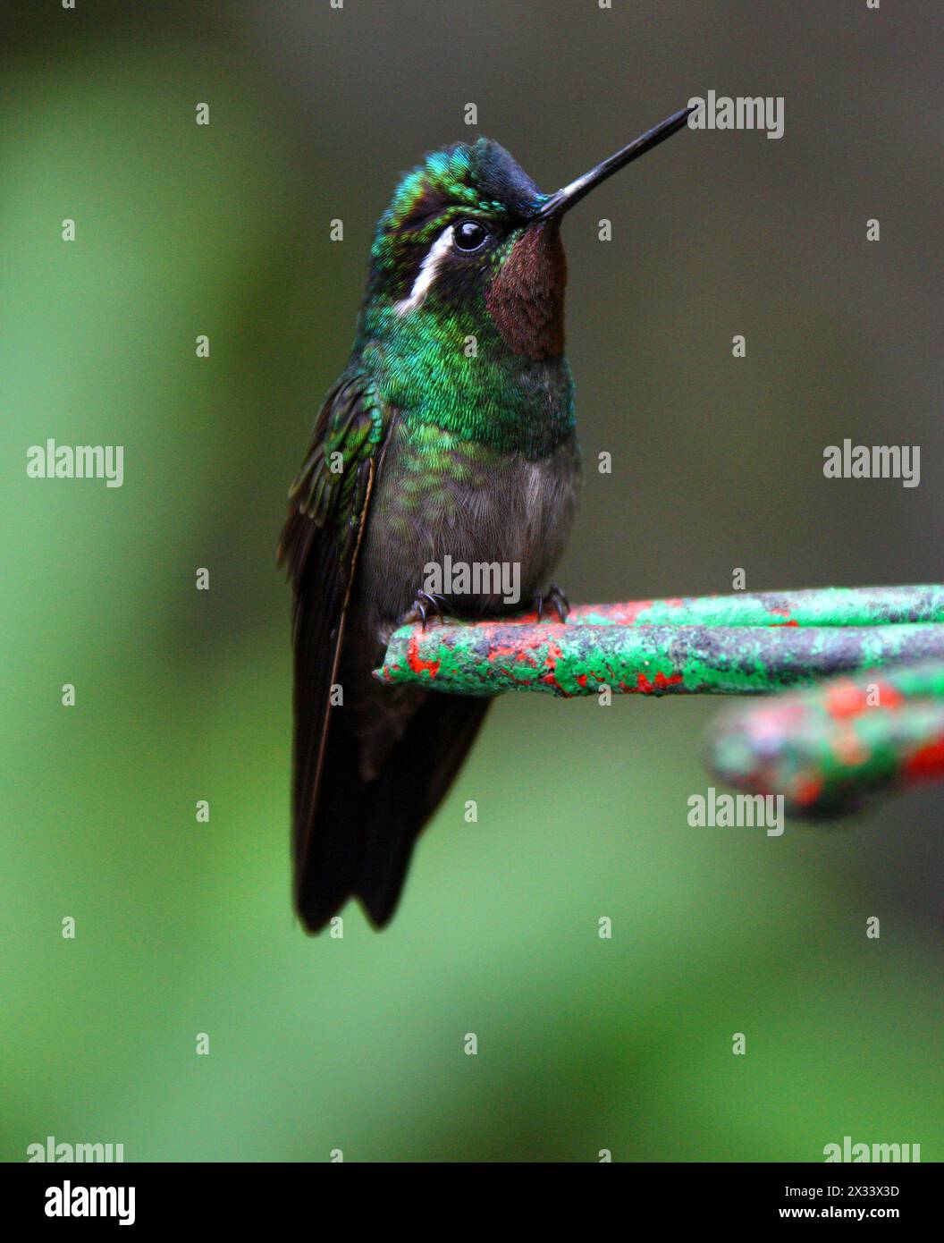 Männlicher Purple-throated Mountain-Juwel, Lampornis calolaemus, Trochilidae. Monteverde, Costa Rica. Ein kleiner Kolibri. Stockfoto