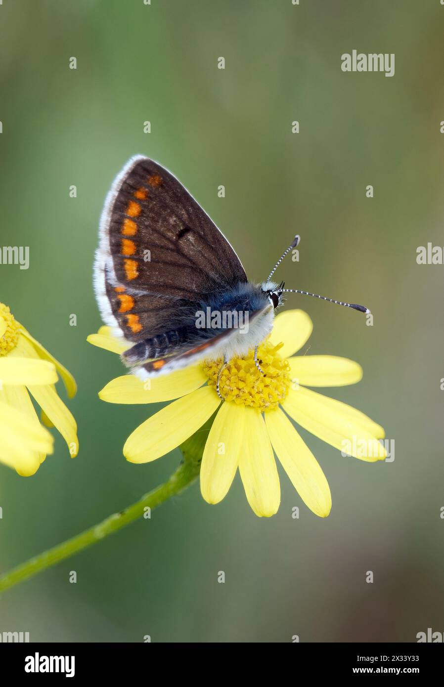 Brown argus, kleiner Sonnenröschen-Bläuling, Collier-de-corail, Aricia agestis, szerecsenboglárka, Budapest, Ungarn, Magyarország, Europa Stockfoto