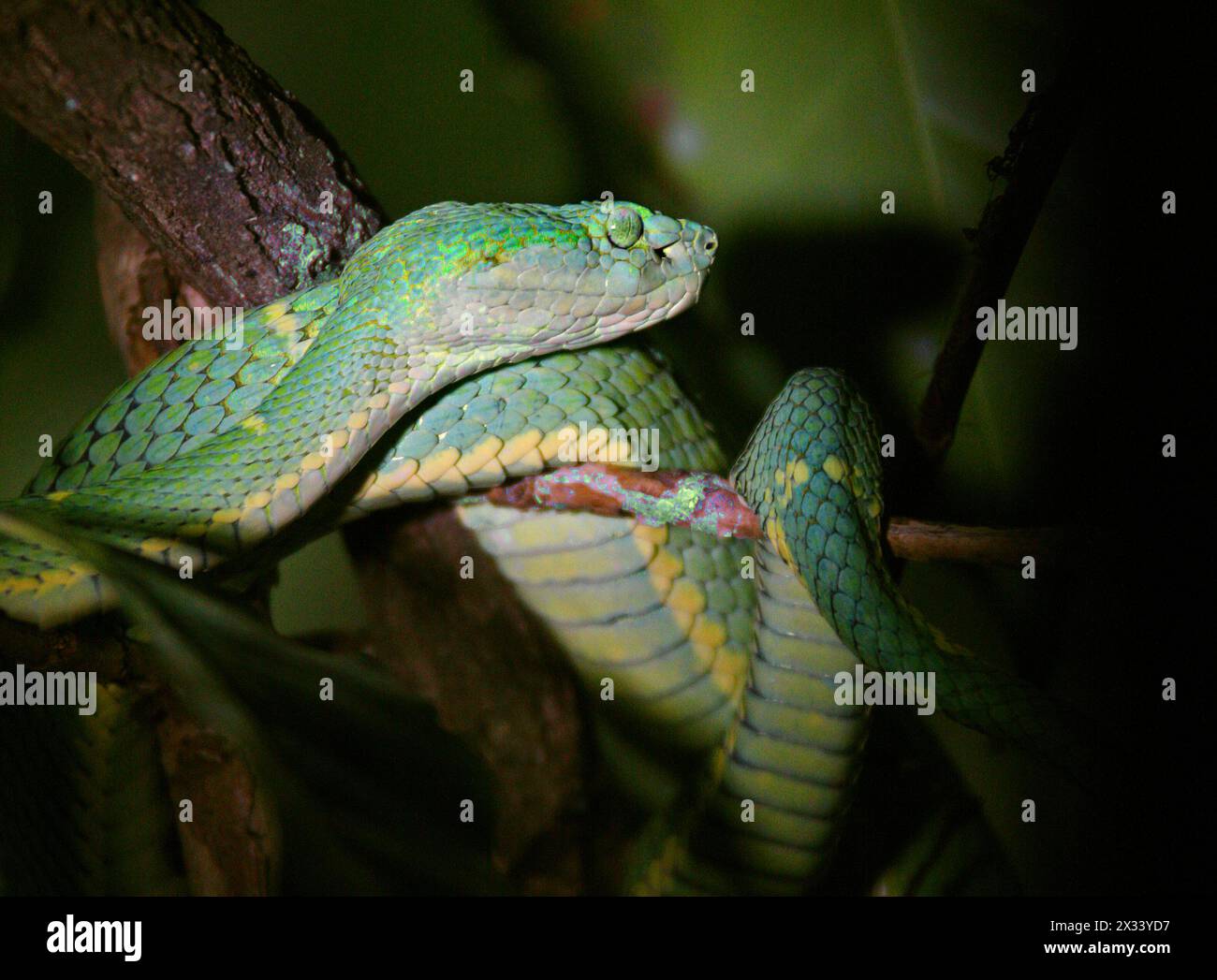 Seitlich gestreifte Palmpitviper, Bothriechis lateralis, Viperidae. Monteverde, Costa Rica. Eine giftige Grubenviper, die in den Bergen Costa Ricas gefunden wurde. Stockfoto