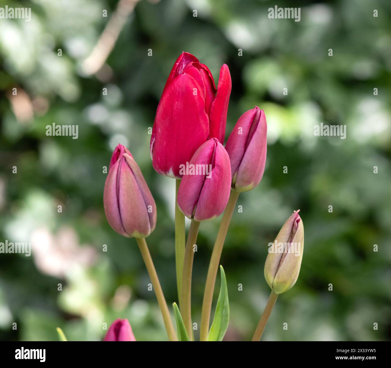 Tulip Fiery Club Stockfoto