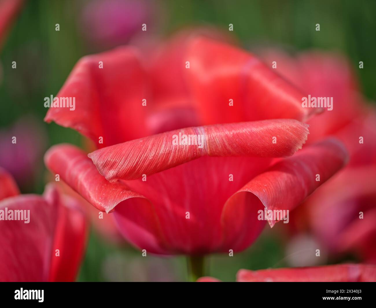 Colofrul farbenfrohe Tulpe aus nächster Nähe Stockfoto