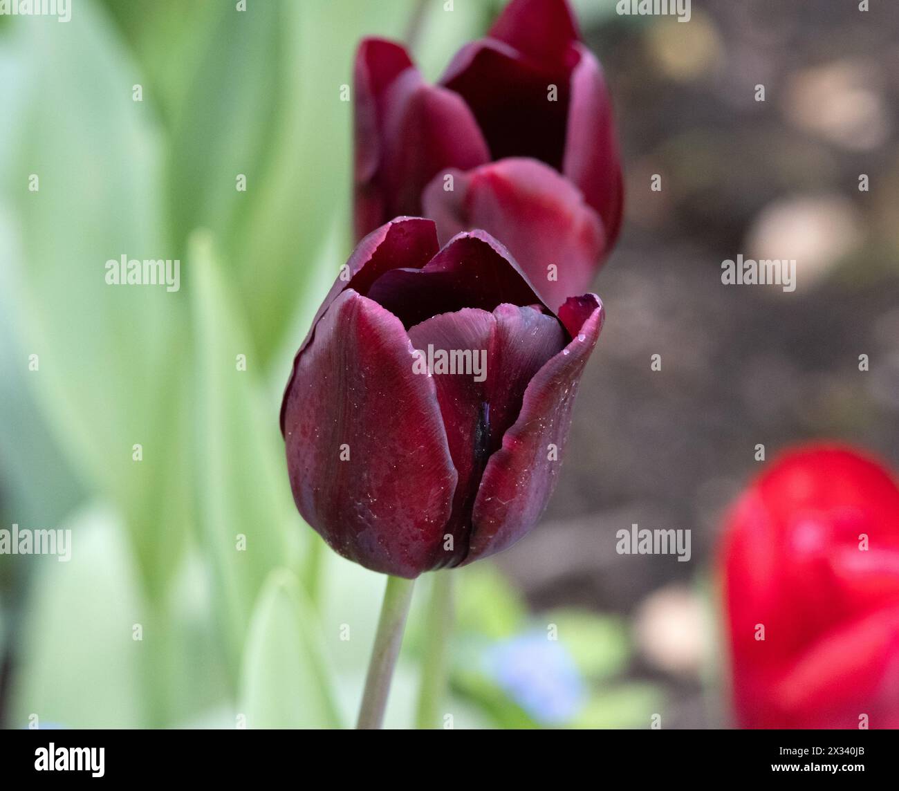 Tulip Paul Scherer Stockfoto