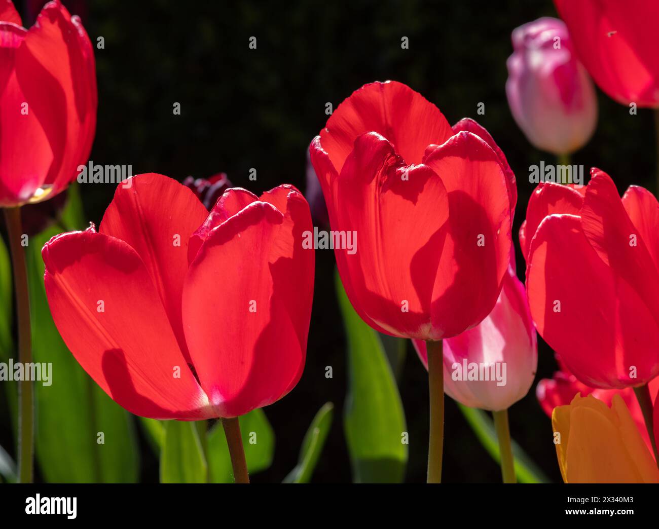 Tulip Pink Eindruck Stockfoto