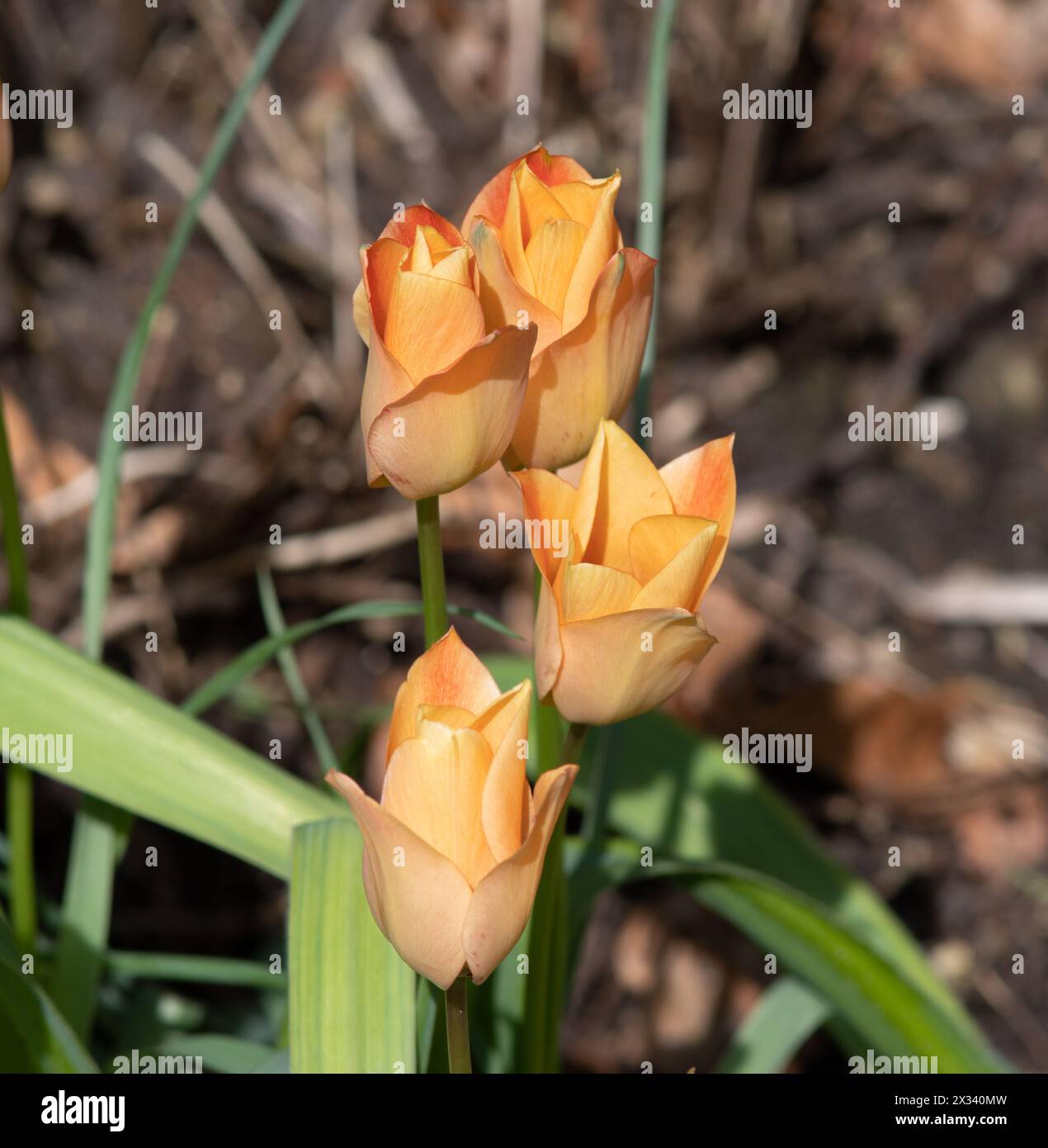 Spezies Tulpe Bronze Charme Stockfoto