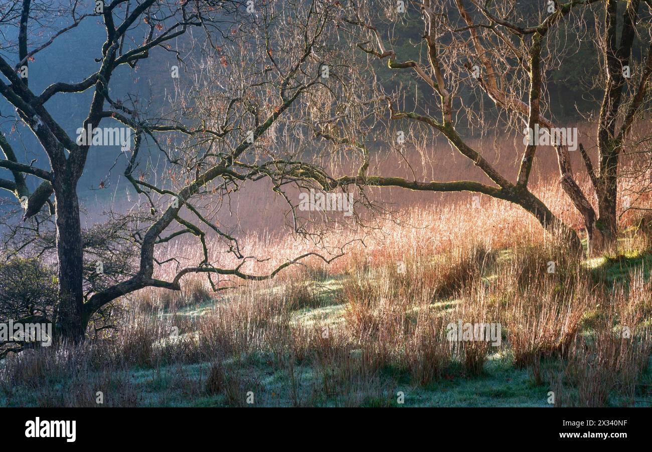 Warmes goldenes Licht steht im Kontrast zu kühlen, frostigen Schatten in den Wäldern rund um Loweswater im Lake District an einem schönen Herbstmorgen. Stockfoto