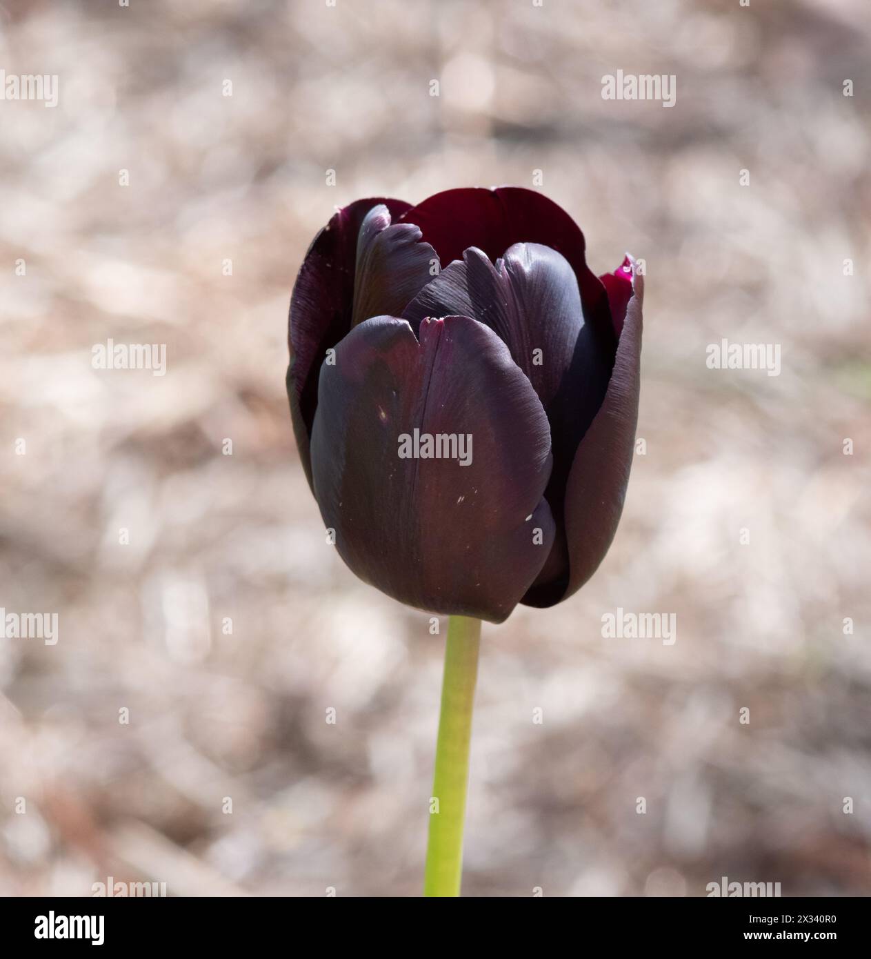 Tulip Black Jack Stockfoto