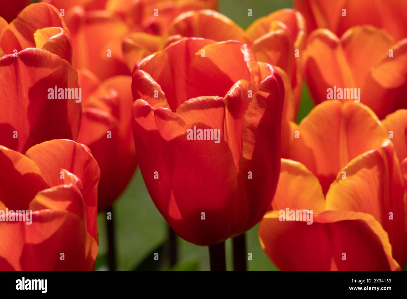 Tulip Annie Schilder Stockfoto