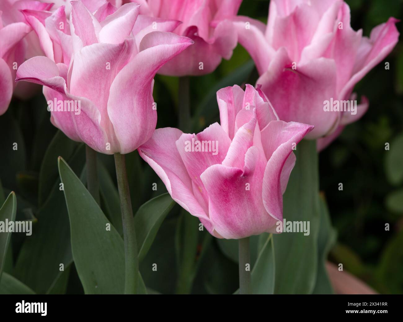 Tulip Miss Eleganz Stockfoto