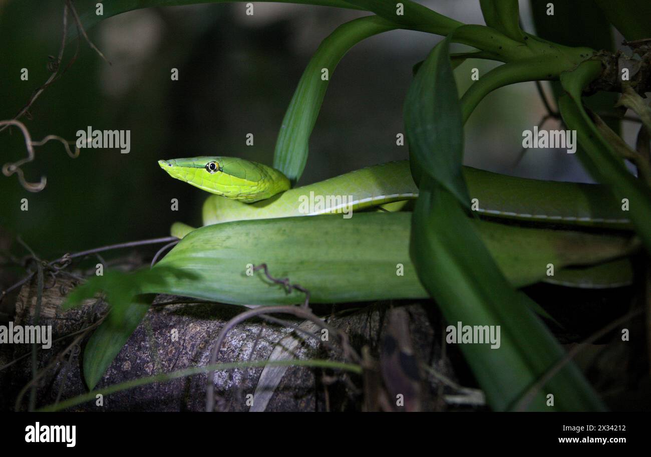 Grüne Rebe-Schlange oder Fllatbread-Schlange, Oxybelis fulgidus, Colubridae, Serpentes, Squamata, Reptilia. Monteverde, Costa Rica. Stockfoto