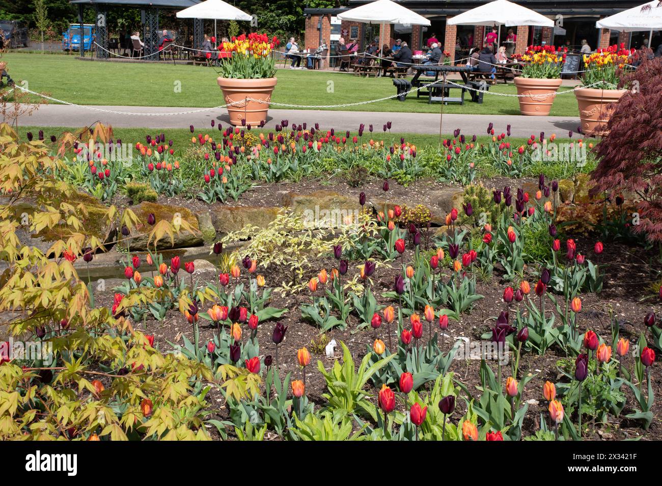 Gemischte Tulpenpflanzung beim Burnby Hall Gardens Tulip Festival Stockfoto