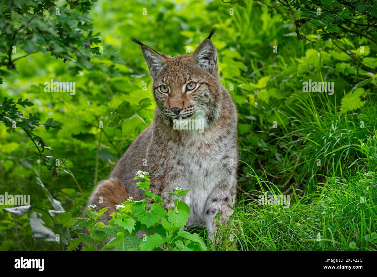 Eurasischer Luchs (Lynx Luchs), der im Dickicht des Waldes ruht Stockfoto