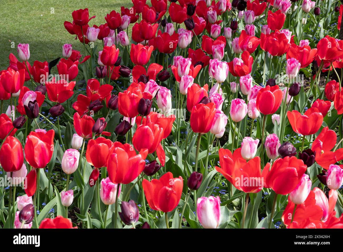 Gemischte Pflanzung von Tulpen Infinity und Pink Impression Stockfoto