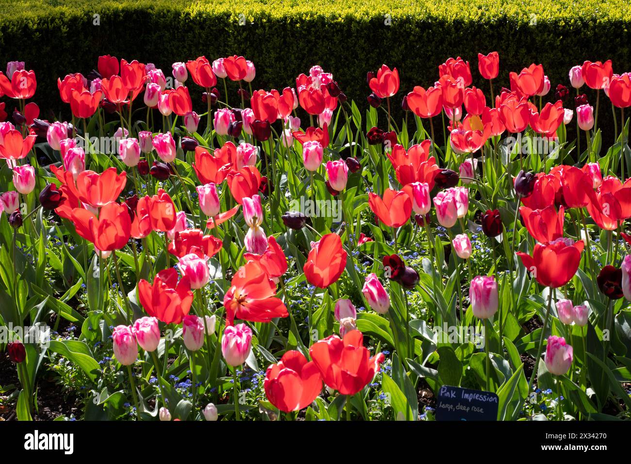 Gemischte Pflanzung von Tulpen Infinity und Pink Impression Stockfoto
