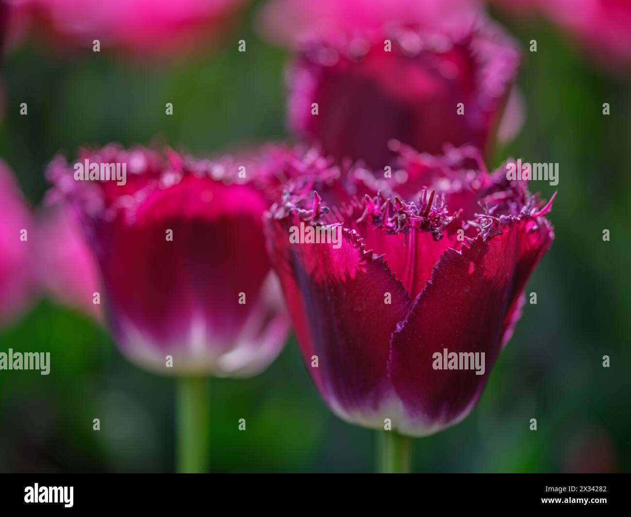 Colofrul farbenfrohe Tulpe aus nächster Nähe Stockfoto