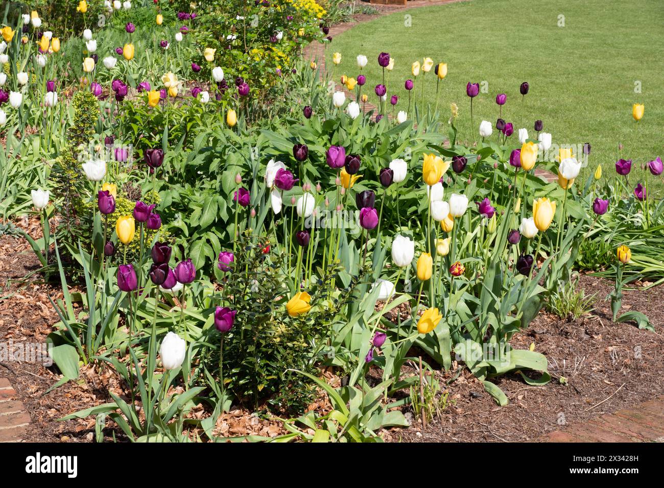 Mischpflanzung von Tulpen in Burnby Hall Gardens Stockfoto