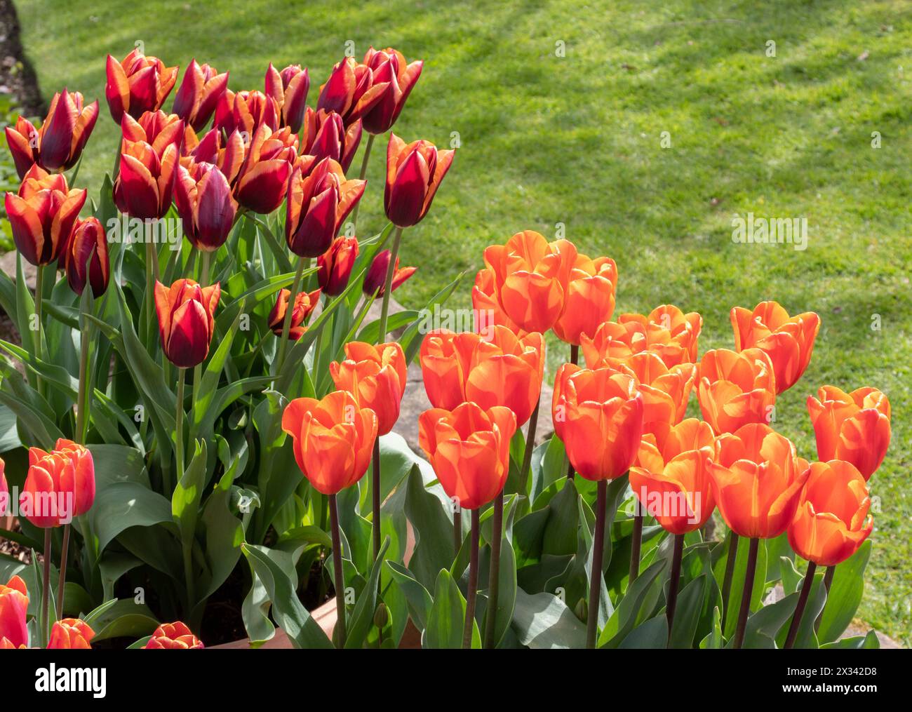 Tulpen Annie Schilder und Muvota in benachbarten Pflanzmaschinen Stockfoto