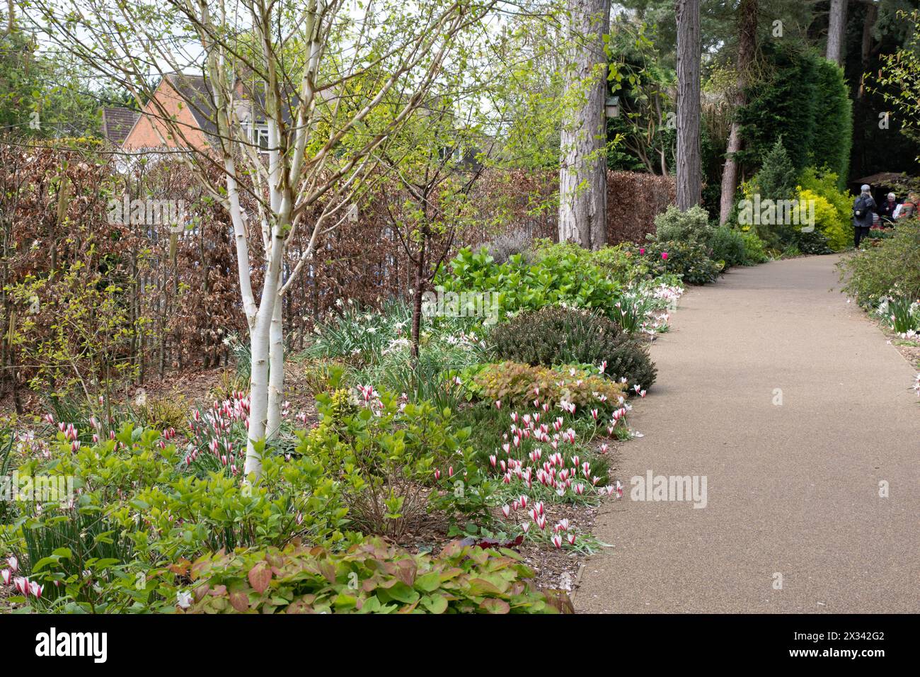 Birch Walk, Burnby Hall Gardens Stockfoto