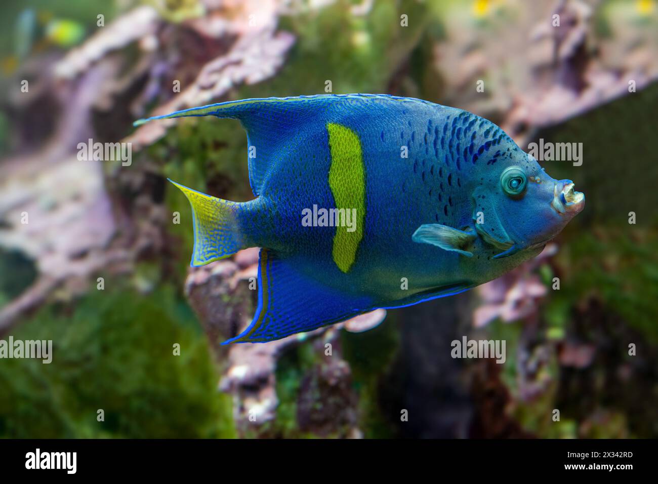 Gelbbarsch oder Rotes Meer Angelfisch (Pomacanthus maculosus) Stockfoto