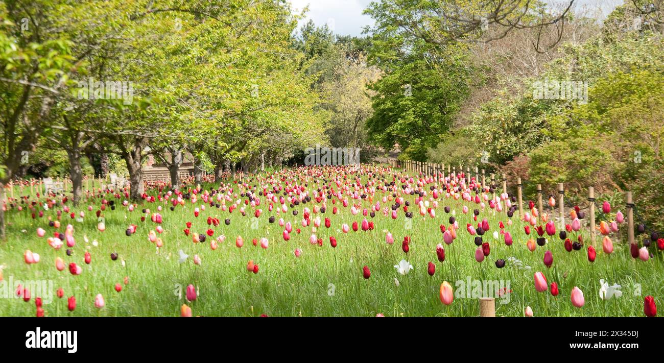 Tulip Medley, Kew Gardens; Royal Botanical Gardens; Kew, Richmond, London, Großbritannien; Stockfoto