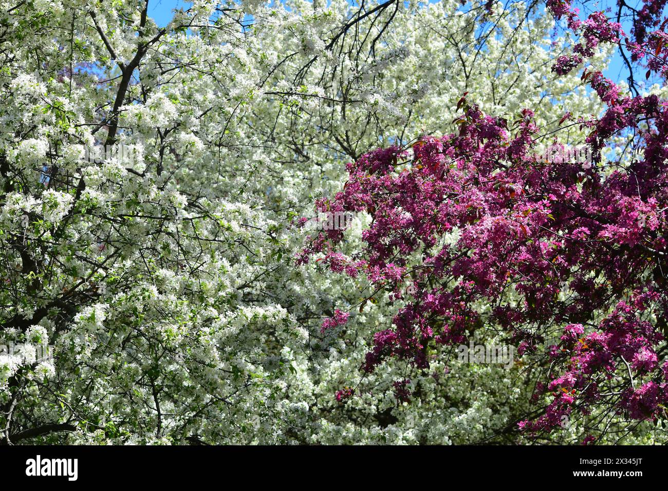 Crabapple Blossoms im Arie den Boer Arboretum in des Moines, Iowa Stockfoto