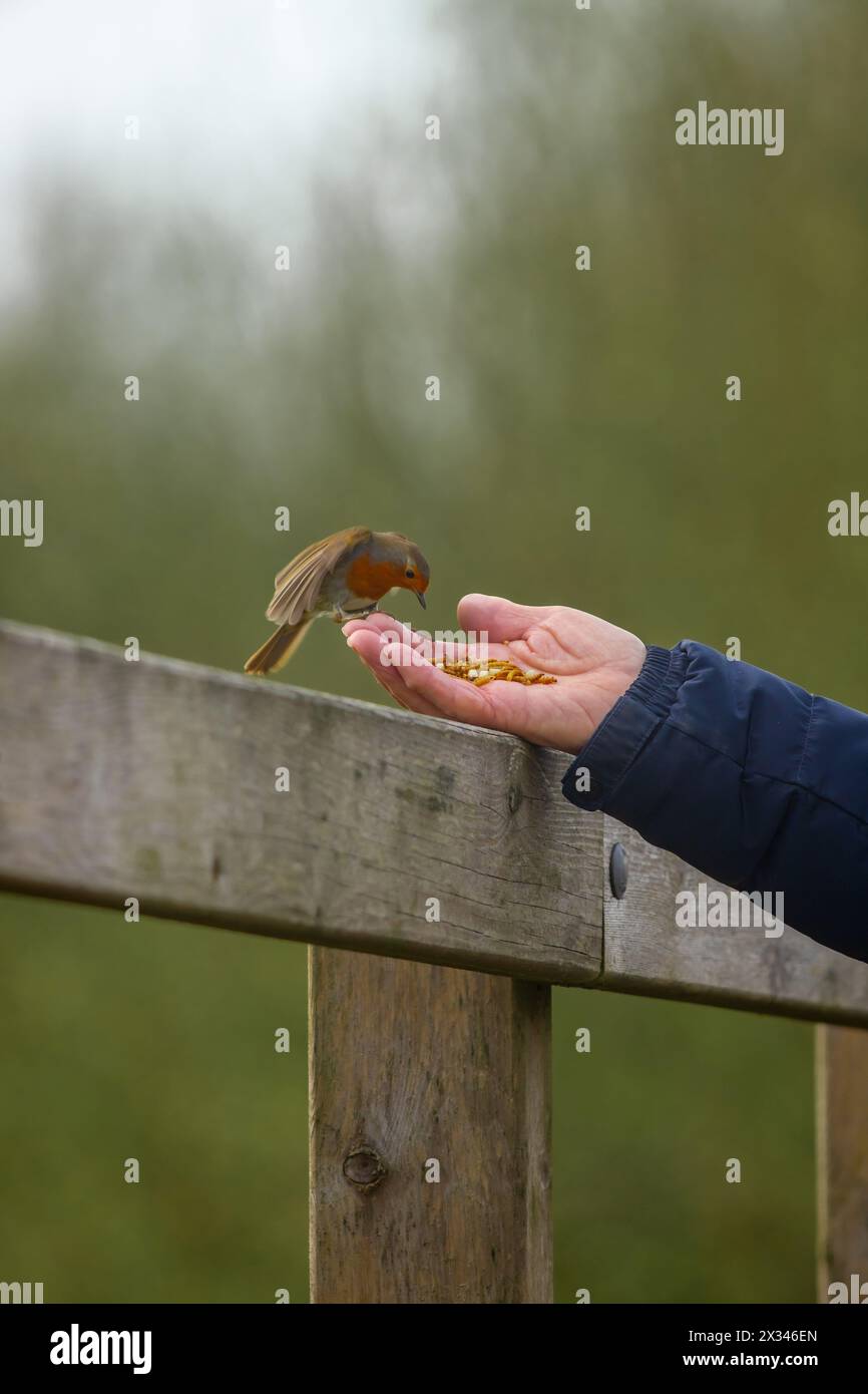 Robin ernährt sich aus menschlicher Hand in Seaton Wetland, Devon Stockfoto